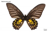 藏品(黃裳鳳蝶)的圖片